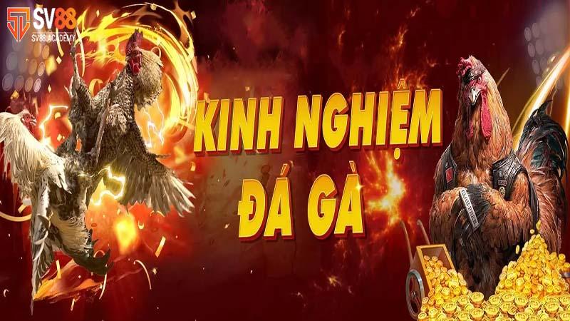 Bí quyết quý giá để chinh phục đá gà cựa dao