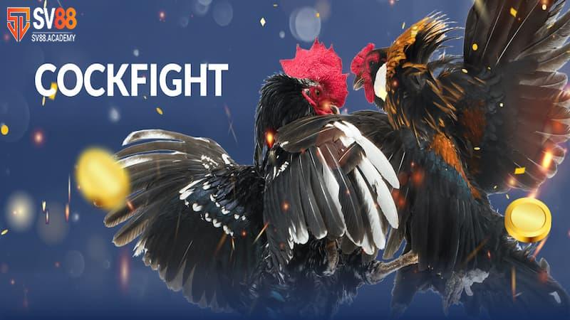 Tìm hiểu về cựa gà đá và những loại cựa nổi bật nhất 13 Cựa gà đá