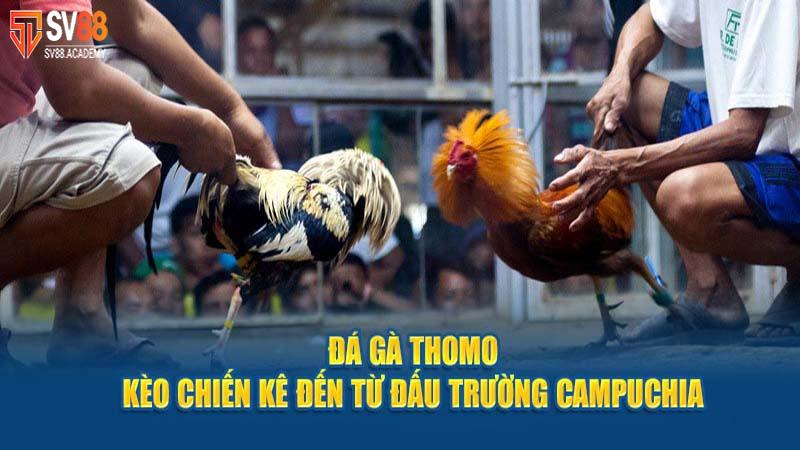 Tìm Hiểu Về Luật Đá Gà Thomo Và Nguyên Tắc Vàng 15 Đá Gà Thomo