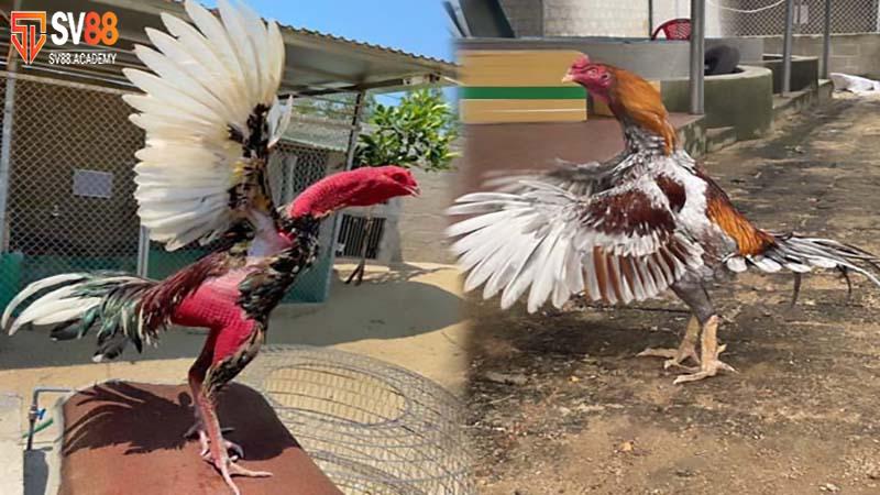 Mẹo nuôi gà mau tới pin giúp người chơi chiến đấu hiệu quả 10 Nuôi gà mau tới pin