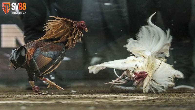 Tiêu chí lựa chọn chiến kê tốt