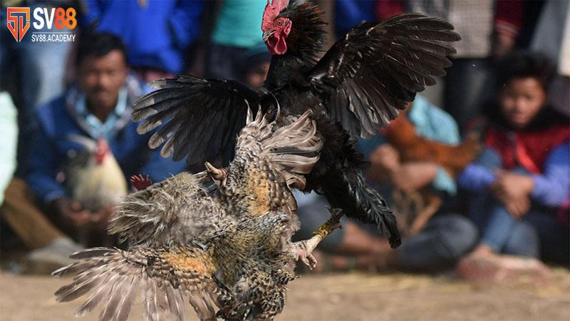 Cách vô mồi cho gà đá khỏe mạnh